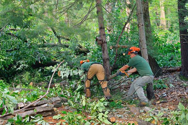 Best Tree Care Services  in Beulah, ND